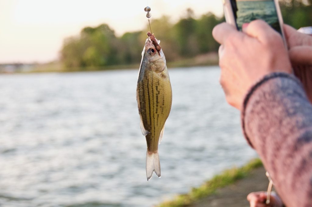 Image of a caught fish on fishing rod